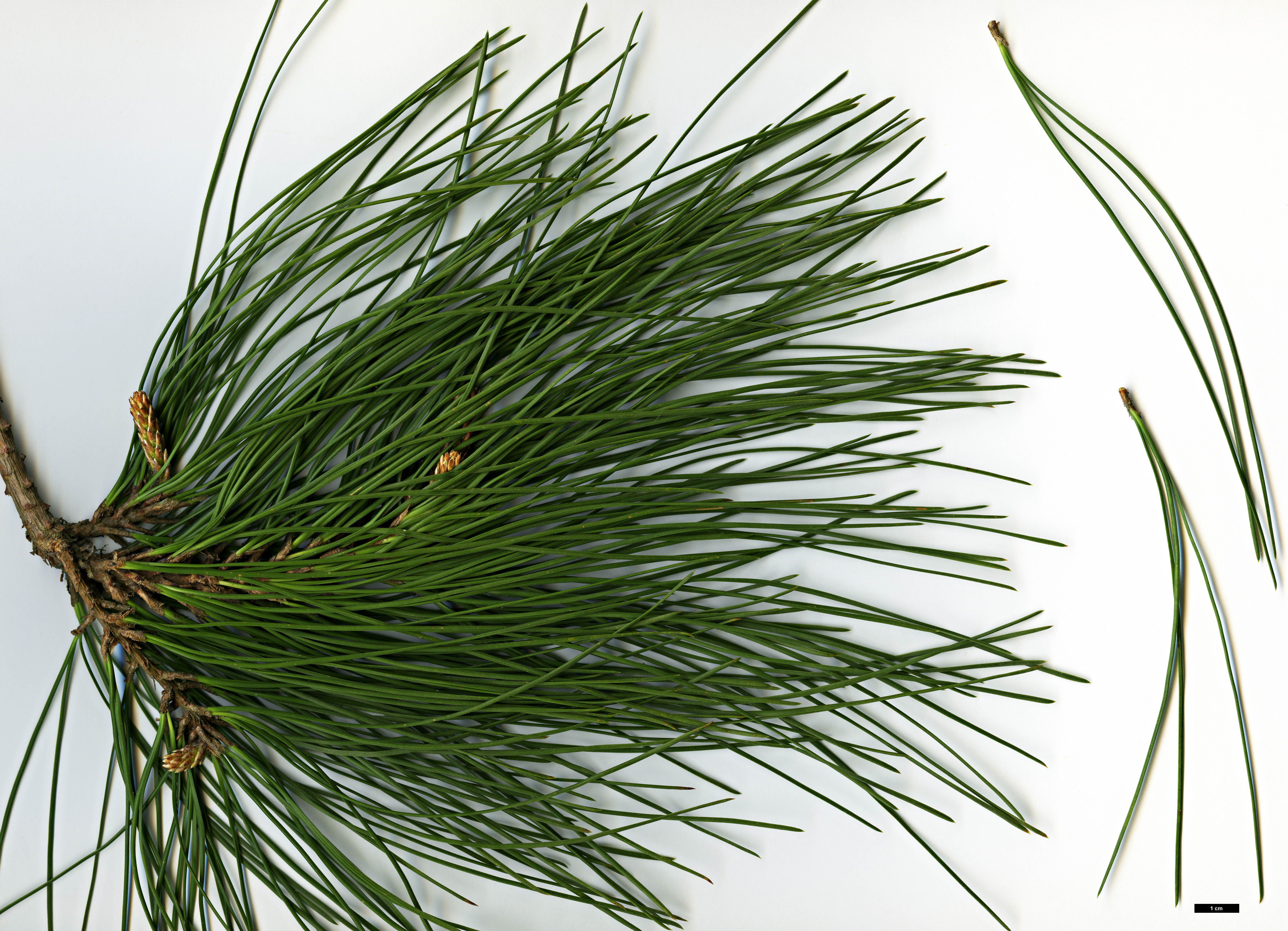 High resolution image: Family: Pinaceae - Genus: Pinus - Taxon: ×attenuradiata - SpeciesSub: (P.attenuata × P.radiata)